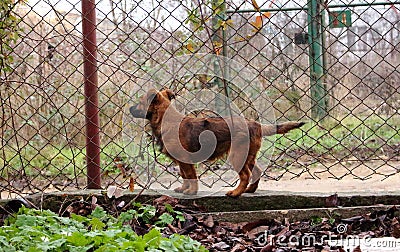 Brave puppy security guard near metal fence. Small dog is on guard on backyard. Stock Photo