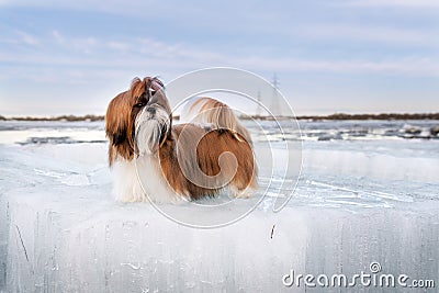 Brave Shih Tzu standing on an ice floe on ice-drift background Stock Photo