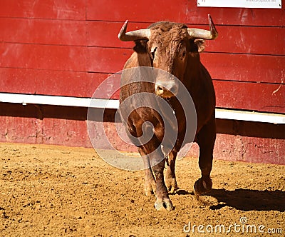 Strong bull in the bullring with big horns Stock Photo