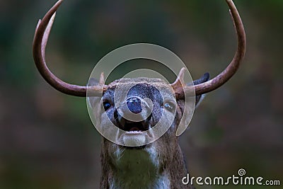 Braying buck Stock Photo