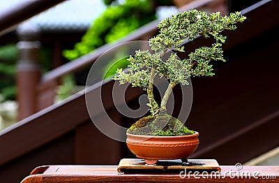 Brazil bougainvillea miniature bonsai plant Stock Photo