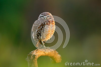 Brazil little owl. Burrowing Owl, Athene cunicularia, night bird with beautiful evening sun light, animal in the nature habitat, M Stock Photo