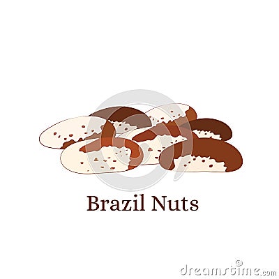 Brazil nut Bertholletia. Edible healthy fruit Vector Illustration