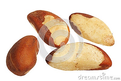 Brazil Nut (Bertholletia excelsa) Stock Photo