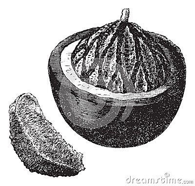 Brazil nut or Bertholletia excelsa, fruit, vintage engraving Vector Illustration
