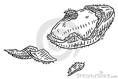 Brazil nut half shelled with shucks. Vector engraving black vintage illustration. Vector Illustration