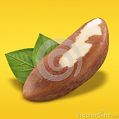 Brazil nut peeled on pastel yellow and orange background. Closeup one Brazil nut without shell with green leaves as Stock Photo