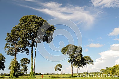 Brazil nut tree Stock Photo