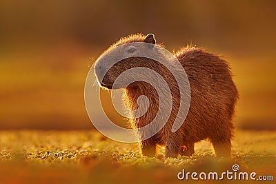 Brazil wildlife. Capybara, Hydrochoerus hydrochaeris, Biggest mouse near the water with evening light during sunset, Pantanal, Stock Photo