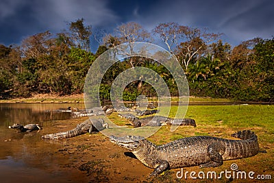 Brazil wildlife. Crocodile catch fish in river water, evening light. Yacare Caiman, crocodile with piranha in open muzzle with big Stock Photo