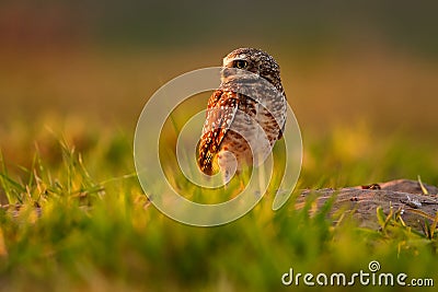 Brazil wildlife, sunset with owl. Burrowing Owl, Athene cunicularia, night bird with beautiful evening sun light, animal in the Stock Photo