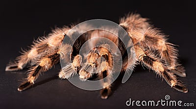 The Brazilian Black and White Tarantula Stock Photo