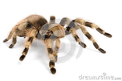 Brazilian Black and White Tarantula Stock Photo