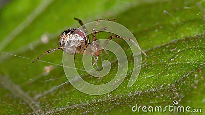Brazilian Cobweb Spider Stock Photo