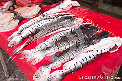 Brazilian Flathead Catfish Stock Photo