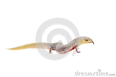 The Brazilian galliwasp on white Stock Photo