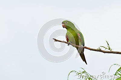 Brazilian green bird named Maritaca Pionus on a branch Stock Photo