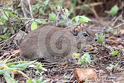 Brazilian guinea pig Galea spixii in the midst of wildlife, Northeastern Caatinga in Brazil Stock Photo