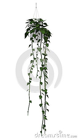 Brazilian Jasmine on White Stock Photo