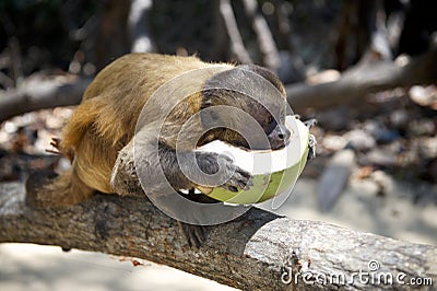 Brazilian Monkey Eating Fresh Coconut Stock Photo