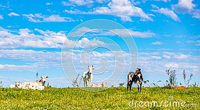 Brazilian nelore catle on pasture in Brazil`s countryside Stock Photo