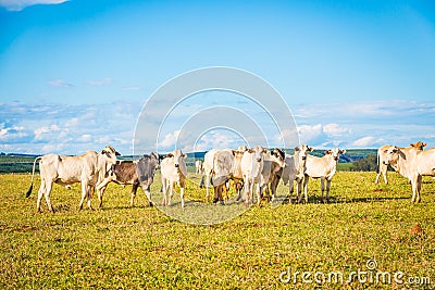 Brazilian nelore catle on pasture in Brazil`s countryside. Stock Photo