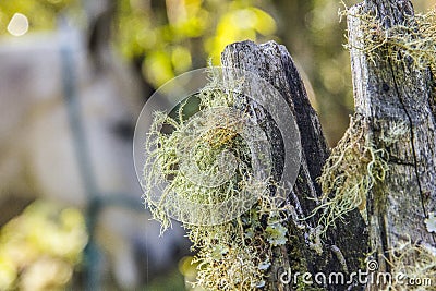 Brazilian outdoor plants Stock Photo