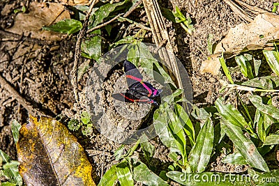 Beautiful butterfly standing on plants. Stock Photo