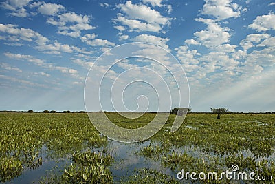 Divine light in the Brazilian Pantanal wetlands fields Editorial Stock Photo