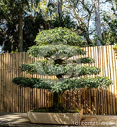 Brazilian Rain Tree Chloroleucon tortum bonsai tree Stock Photo