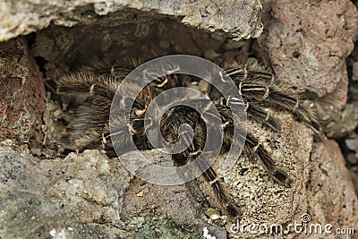 Brazilian salmon pink bird-eating tarantula Lasiodora parahybana Stock Photo