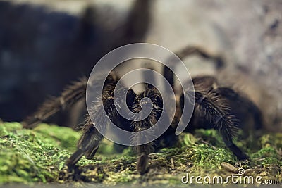 Brazilian salmon pink bird-eating tarantula (Lasiodora parahybana). Stock Photo