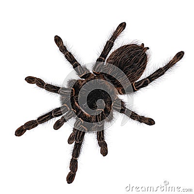 Brazilian salmon pink birdeater spider on white Stock Photo