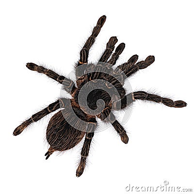 Brazilian salmon pink birdeater spider on white Stock Photo