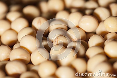 Brazilian soybean seeds Stock Photo