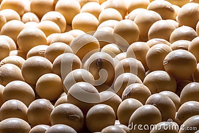 Brazilian soybean seeds Stock Photo