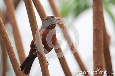 Brazilian tanager Stock Photo