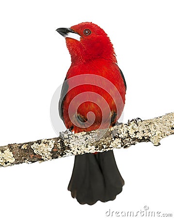 Brazilian Tanager perched on a branch - Ramphocelus bresilius Stock Photo