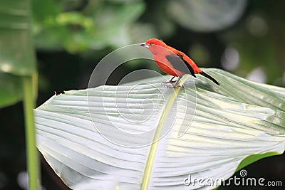 Brazilian tanager Stock Photo