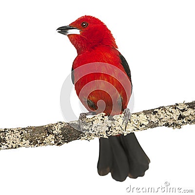Brazilian Tanager tweeting perched on a branch Stock Photo