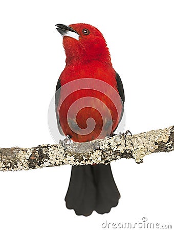 Brazilian Tanager tweeting perched on a branch - Ramphocelus bresilius Stock Photo