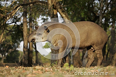 Brazilian tapir, Tapirus terrestris, Stock Photo