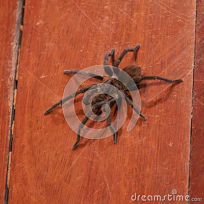 The Brazilian Tarantula or Theraphosidae photographed on a wooden floor. Stock Photo