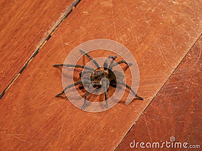 The Brazilian Tarantula or Theraphosidae photographed on a wooden floor. Stock Photo