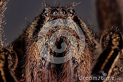 Brazilian Wandering Spider Stock Photo