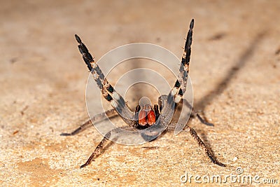 Brazilian wandering spider - danger poisonous Phoneutria Ctenidae Stock Photo