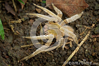 Brazilian wandering spider - Phoneutria boliviensis species of a medically important spider in family Ctenidae, found in Central Stock Photo