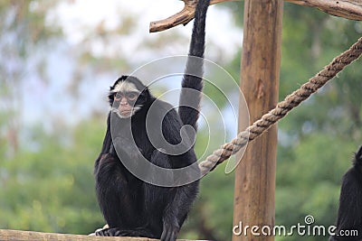 Brazilian white faced spider monkey Stock Photo