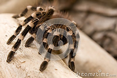 Brazilian White Knee Tarantula Stock Photo