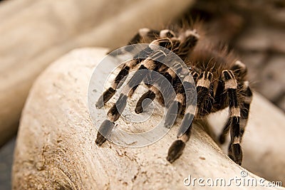 Brazilian White Knee Tarantula Stock Photo